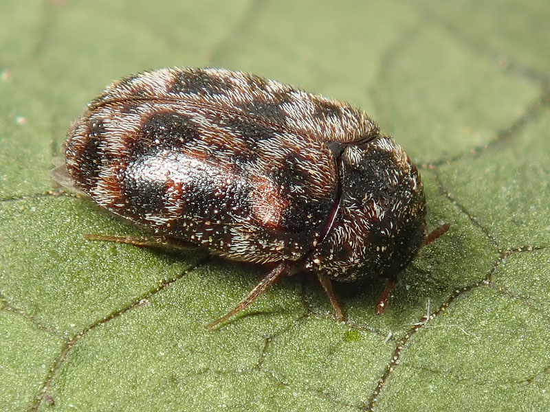 Dermestidae: Trogoderma versicolor (cfr.)